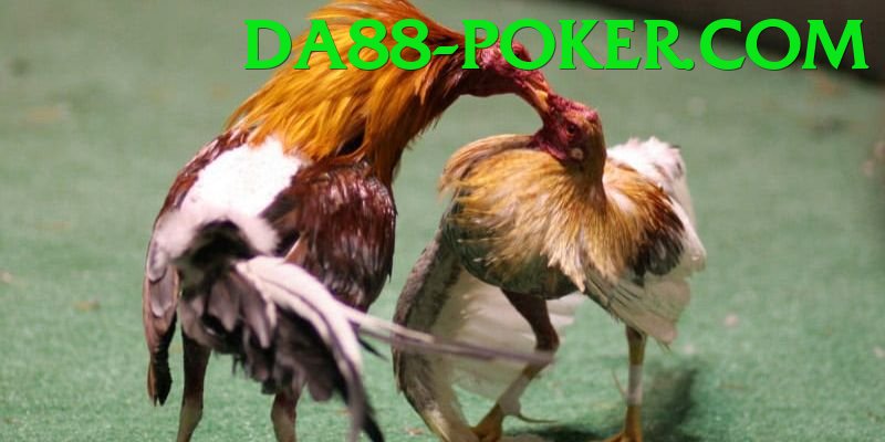 Đá Gà Trực Tiếp - da88 - Game mới